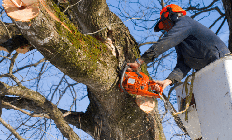 Tree Trimming Services